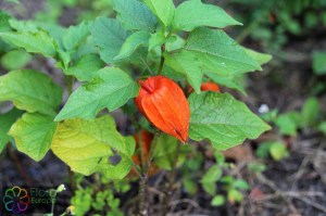 Physalis alkekengi.jpg